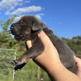 Dean - Blue Brindlepoint - Blue male Great Dane puppy in Morton, Illinois from That Gurl K9s