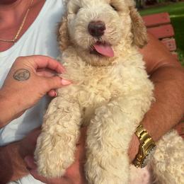 Goldendoodle puppies from Southeast Texas Goldendoodles