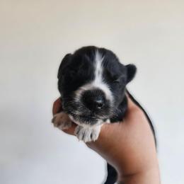 Zenitsu - Black and white male Siberian Husky puppy in Buckeye, Arizona from Anime Huskies