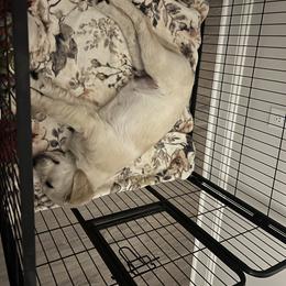 Golden Retriever Puppies from Wise-Taylor Goldens