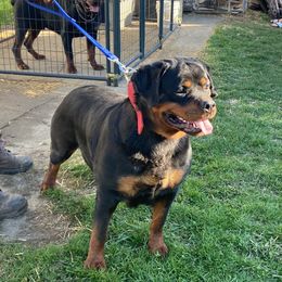 Xena - Rottweiler