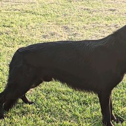 German Shepherds from Macanta K9