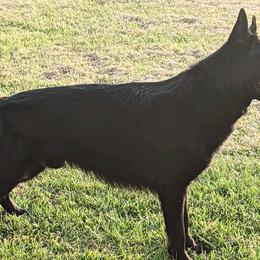 German Shepherds from Macanta K9
