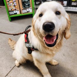 Golden Retrievers from Seascape Golden Retrievers