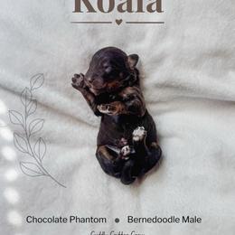 Koala - Phantom male Bernedoodle puppy in Jackson, Missouri from Pincksten Family Doodles