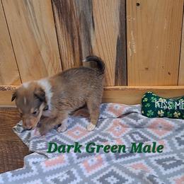 Dark Green Boy - Sable male Collie puppy in Kalispell, Montana from C4 Collies