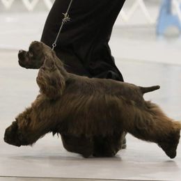 Heidi - Cocker Spaniel