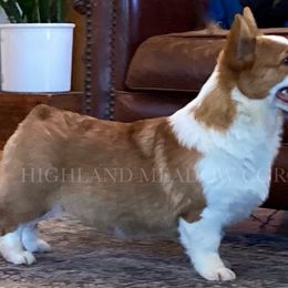 Paisley - Pembroke Welsh Corgi