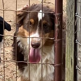 Boy4 - Black tri male Miniature Australian Shepherd puppy in Harmony, North Carolina from Carolina Pride Aussies