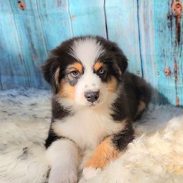 Australian Shepherd Puppies from Winsome Aussies