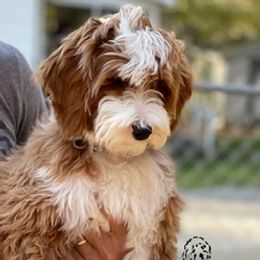 Maui - Goldendoodle