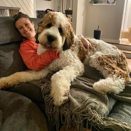 Saint Berdoodle Puppies from My Darling Doodles/St. Berdoodles of WNY