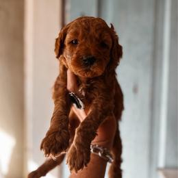 Linen - Red  female Goldendoodle puppy in Shingle Springs, California from Kindred Oak Goldendoodles