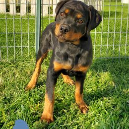Girl 2 - Black and mahogany female Rottweiler puppy in Athol, Idaho from Vom Corvinus Haus Rottweilers