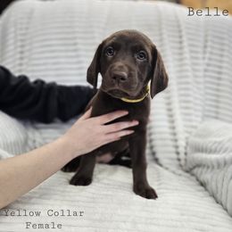 Belle - Chocolate female Labrador Retriever puppy in Boyd, Minnesota from Lindley Labradors