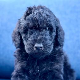 Duckworth - Black male Goldendoodle puppy in Rainier, Oregon from Beaver Springs Puppies