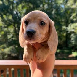 Storm - Dapple female Dachshund puppy in Mc Donough, Georgia from L & J Kennel