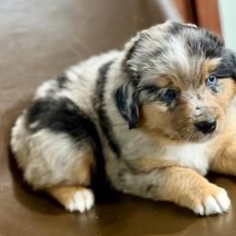 Blue collar - Blue merle male Miniature Australian Shepherd puppy in 32046, Florida from River Hill Ranch