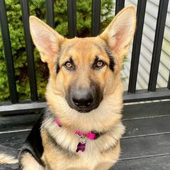 German Shepherds from Peachy Puppies