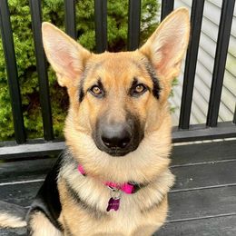 German Shepherds from Peachy Puppies