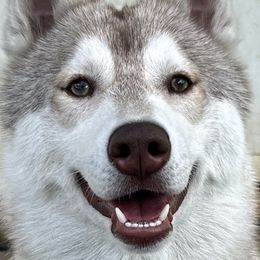 Zoro - Siberian Husky