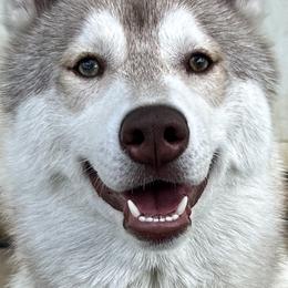 Zoro - Siberian Husky
