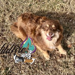 Siege - Toy Australian Shepherd