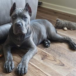 Cane Corso Puppies from Samantha Jackson