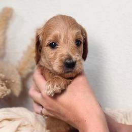 Olive - Dark Blue Collar - Cream male Goldendoodle puppy in Auburn, California from Golden Acre Doodles