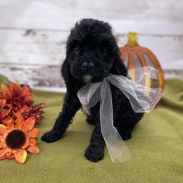Sasha - Black and white female Springerdoodle puppy in Lisbon, Ohio from Willow Lane Doodles