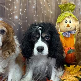 Cavalier King Charles Spaniels from Joanne Fish
