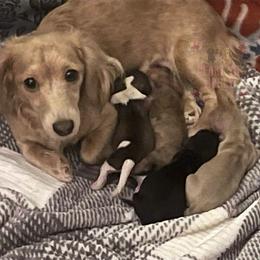 Dachshund puppies from Heart of Honey Miniature Dachshunds