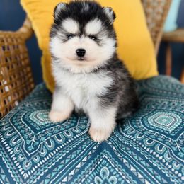 Noble - Black and white male Pomsky puppy in Yavapai County, Arizona from Pawsh Pomskies