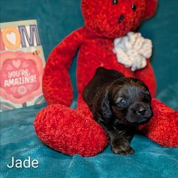 Jade - Brown and tan female Cockapoo puppy in Sunset, Louisiana from Cano Cockapoos