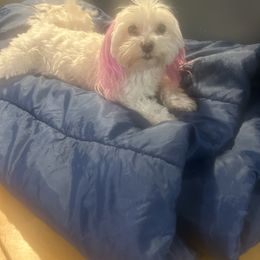 Lilly - Maltese