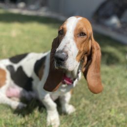 Bonnie - Basset Hound