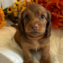 Gompers - Chocolate and tan male Dachshund puppy in Loganville, Georgia from Royal Dackel Haus