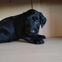 Pepper - Black female Labradoodle puppy in Apache Junction, Arizona from Loving Doodle