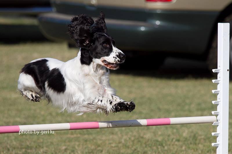 Cocker Spaniel Seattle Linda Green's English Cocker Spaniels in Washington | English Cocker ...