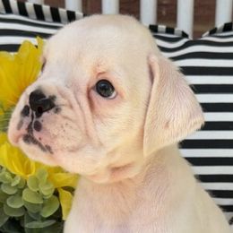 Casper - White male Boxer puppy in Catawba, South Carolina from Happy Go Boxers