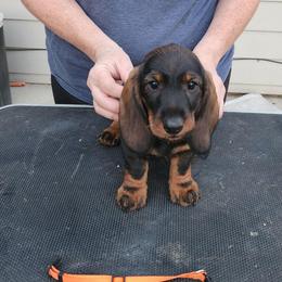Morty - Wild boar male Dachshund puppy in Elk (Spokane), Washington from Baledwr Kennels