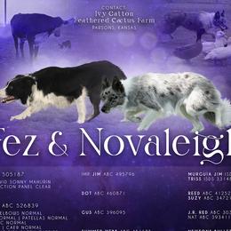 Border Collie puppies from Feathered Cactus Farm