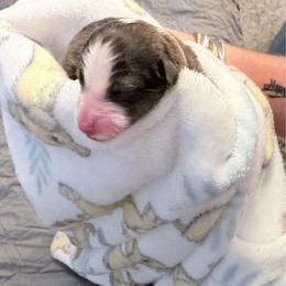 Simba - Sable and white male Shetland Sheepdog puppy in Mount Sterling, Kentucky from Justsimplyshelties