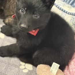 Mr Red - Black male German Shepherd puppy in Berlin, Wisconsin from Gypsy Miracle Kennels