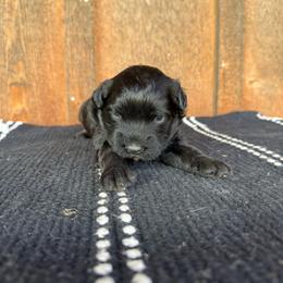 Posh - Black phantom female Aussiedoodle puppy in Eastland, Texas from H5 Mini Doodles