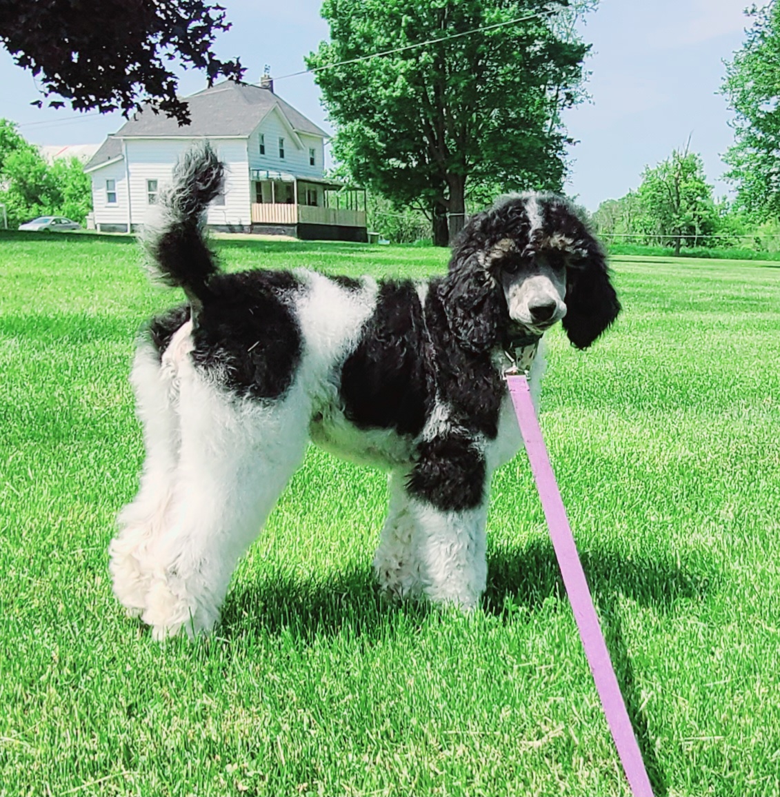 Rhett - Parti Poodle puppy in Whitmore Lake, Michigan from Painted Poodles