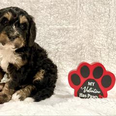 Fritz - male Golden Mountain Doodle puppy in Victoria, Texas from Deidre's Doodles