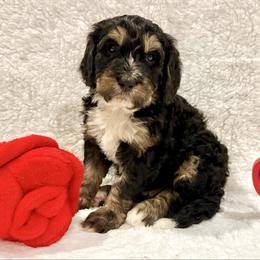 Fritz - male Golden Mountain Doodle puppy in Victoria, Texas from Deidre's Doodles