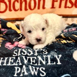 Augustus - White and buff male Bichon Frise puppy in Lavon, Texas from Sissy’s Heavenly Paws
