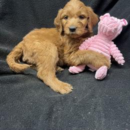 Goldendoodle Puppies from Lance Doodle Farm
